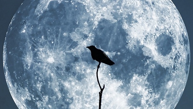 moon.crow